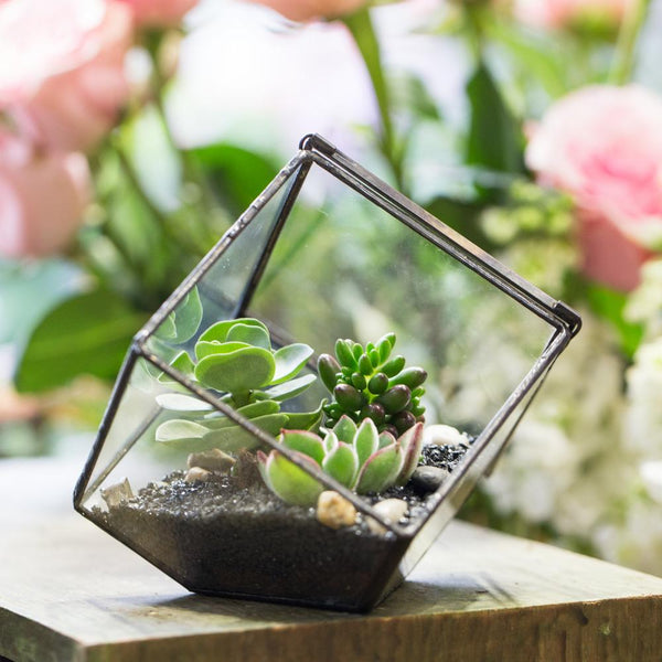 Glass Terrarium - Cube